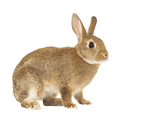 Pretty brown rabbit seen from the side isolated on a white background