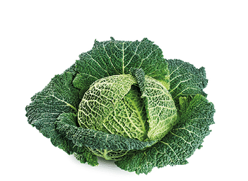 Savoy cabbage isolated on white background. With clipping path.
