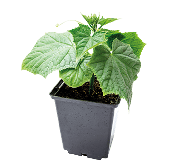 cucumber seedling in a pot isolated on a white background. agriculture and horticulture.