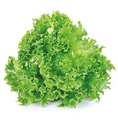 Green lettuce isolated on the white background.
