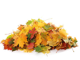 Pile of autumn colored leaves isolated on white background.A heap of different maple dry leaf .Red and colorful foliage colors in the fall season 