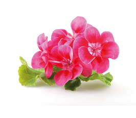 Geranium Pelargonium Flowers Isolated On White Background