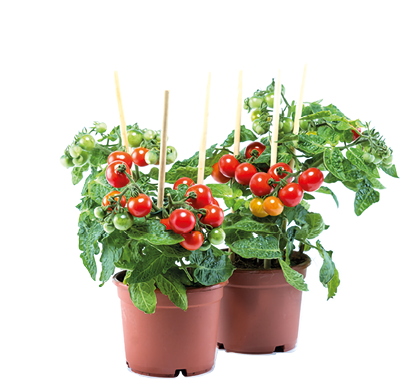 Fresh home cultivated cherry tomatoes trees with mini fresh tomatoes hanging on it, planted in brown pots with white background 