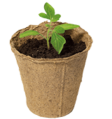 Young tomato seedling sprouts in the peat pots isolated on white background. Gardening concept.