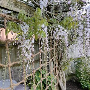 Rope Trellis