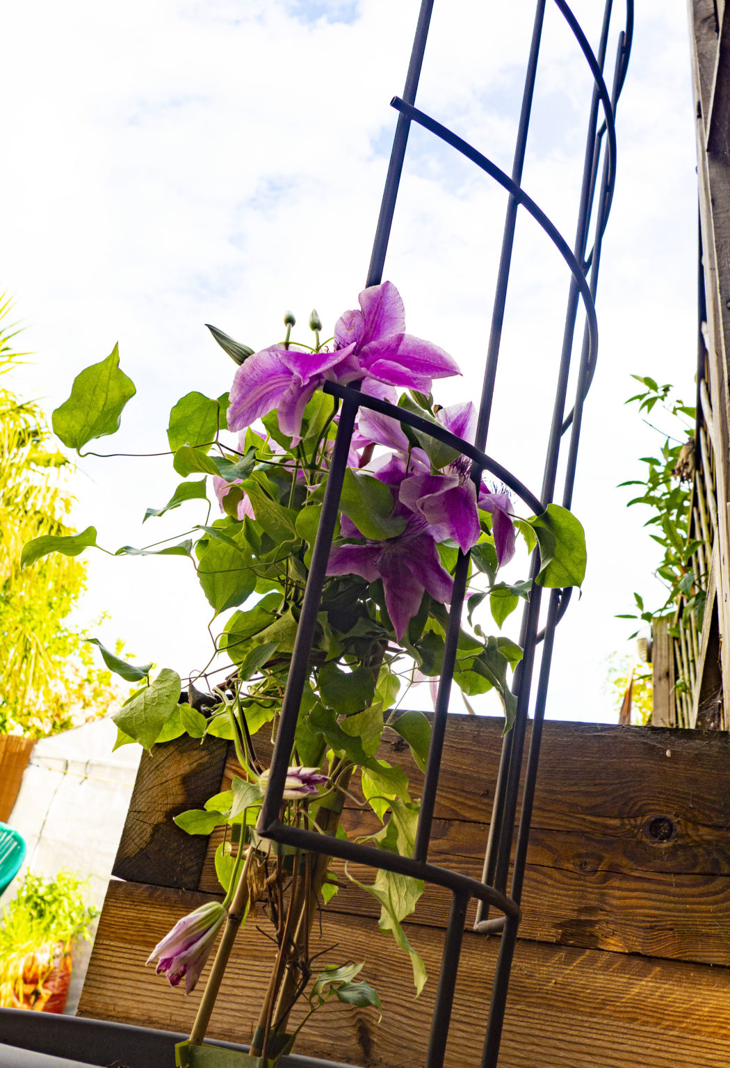 POT TRELLIS Treadstone Products