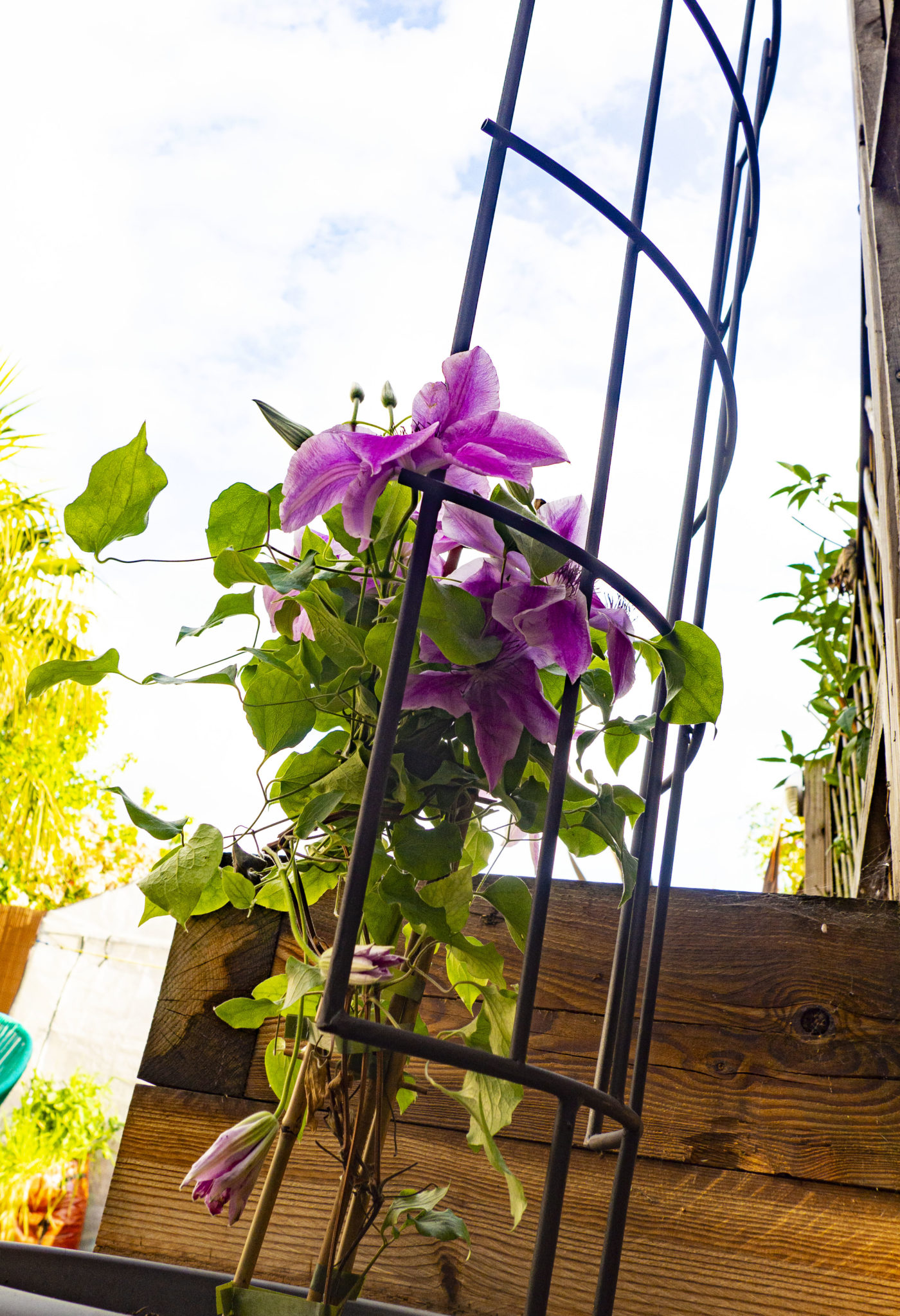 POT TRELLIS Treadstone Products