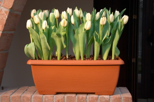 Recycled mini trough with saucer terracotta