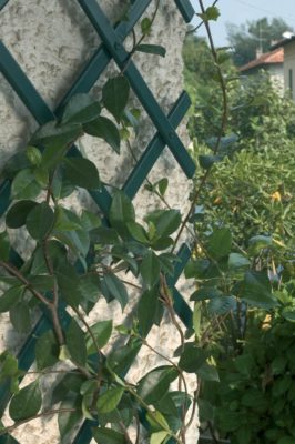 Expandable Trellis Green