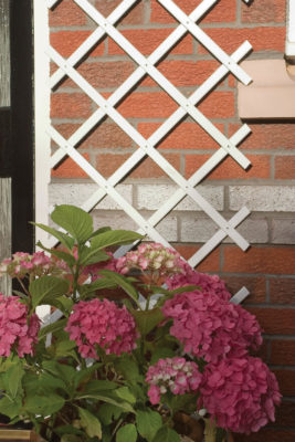 Expandable White Trellis