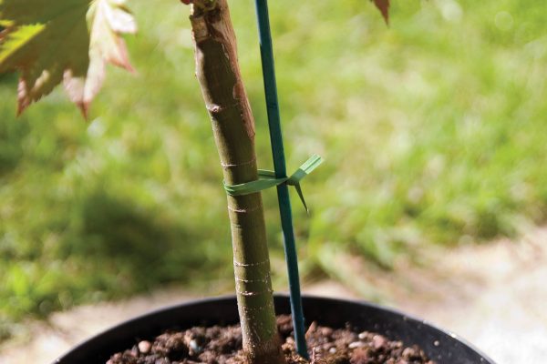 Plant Twist Strips