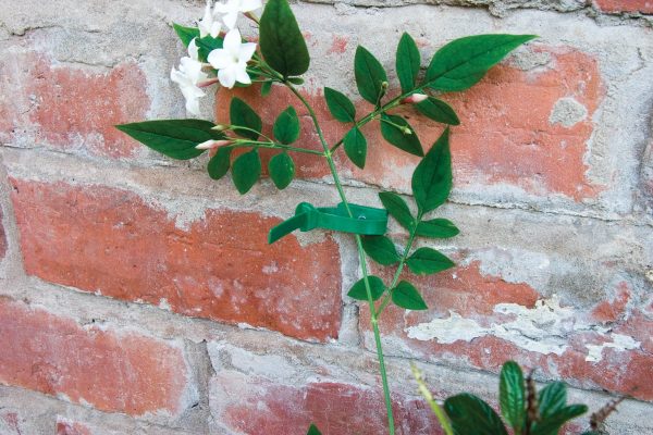 Plant to Wall Ties