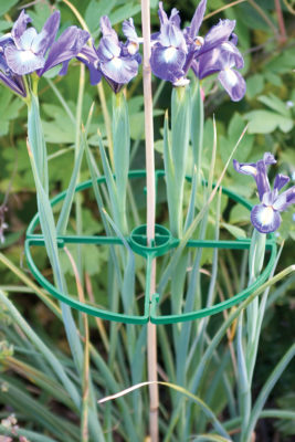 Flower Ring