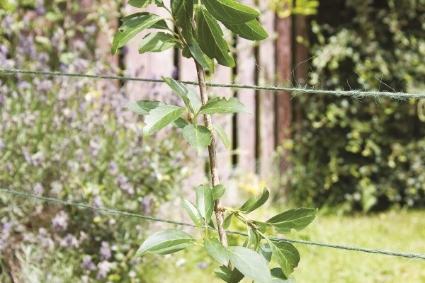 Garden Twine