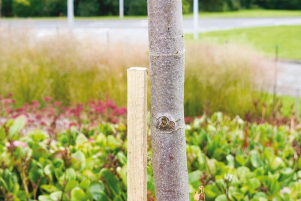 Square Tree Stake