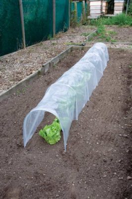 Poly Tunnel