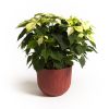 Folia Raspberry Mood Pot plant pot