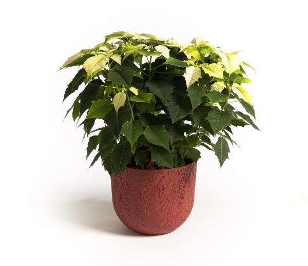 Folia Raspberry Mood Pot plant pot