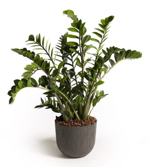 Folia Urban Grey Mood Pot plant pot