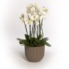 Natura Latte Mood Pot plant pot