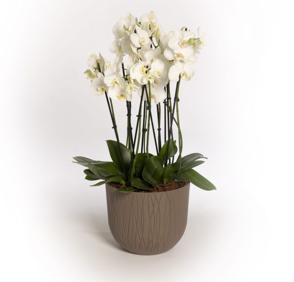 Natura Latte Mood Pot plant pot