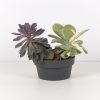 Contemporary Plant Bowls Urban Grey